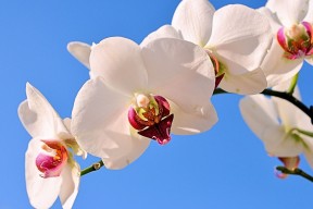 世界搏击联盟2026年拟设青少年轻接触赛制试点，世界青少年搏击协会是真的吗